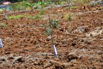 Plantación de 4.400 almendreros, nogales, higueras y olivos en Valsequillo (Foto TA)